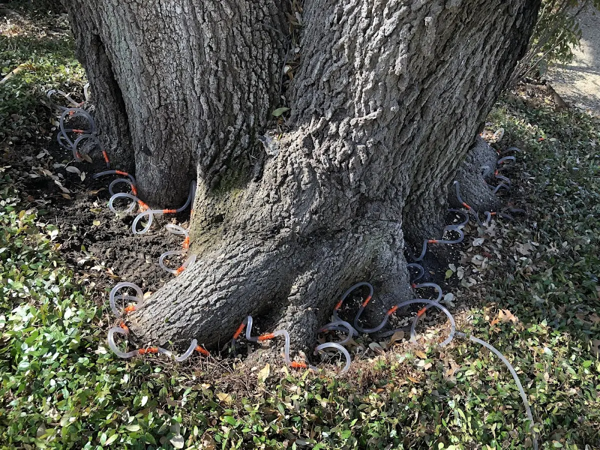 Detailed Tree Cabling and Bracing job site in Fort Apache